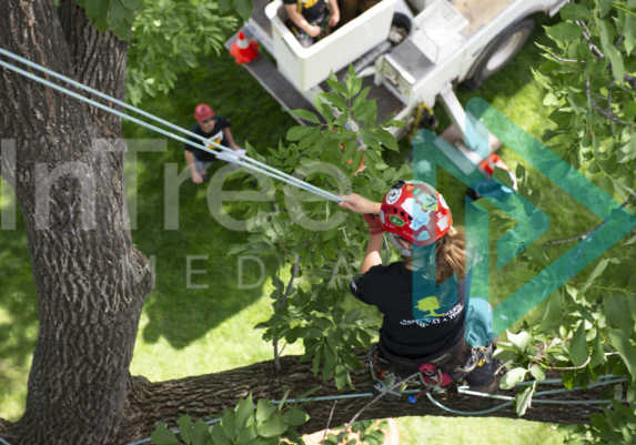 Female arboorist making a limb walk on a moving rope climbing system